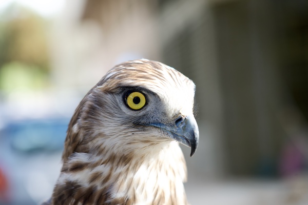 An aggressive looking falcon in Tangier, Morocco
