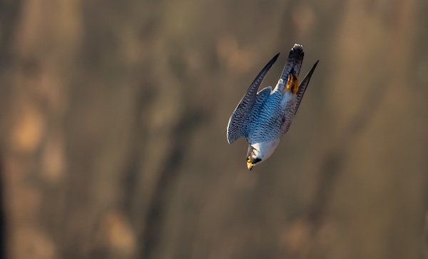 A peregrine falcon dives in the High Atlas Mountains of Morocco