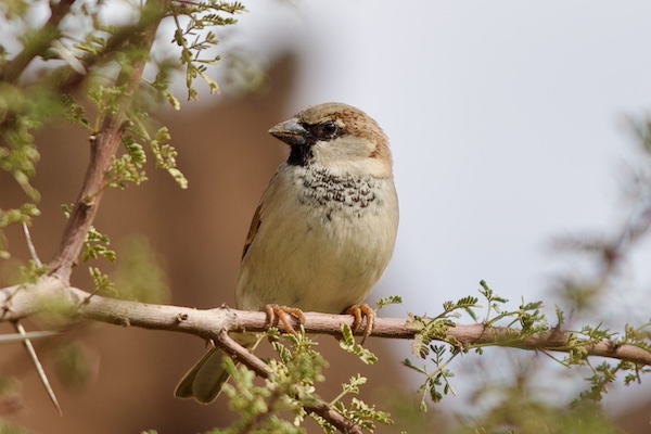 A small tit bird in Zagora relaxes on a little branch