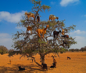 Goats eating Argan Nuts in Morocco near Essaouira on the road to Marrakesh in the Souss region