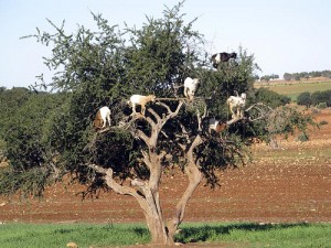 goats in tree morocco