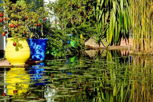 A pond with lily pads at the Majorelle Gardens in Marrakesh, Morocco