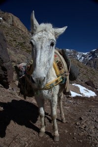 Donkey in mountains Morocco