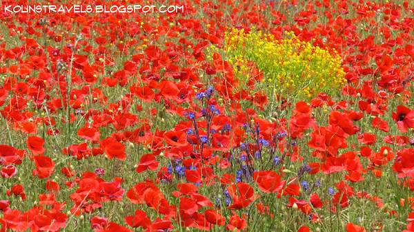 Poppy Flowers Morocco