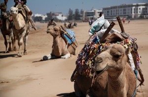 Camel on the Beach