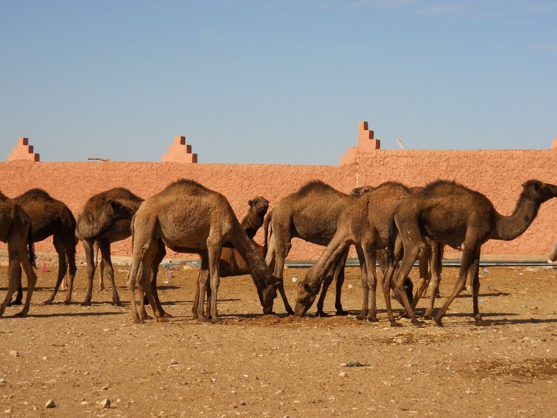 Rural Morocco, the Best Taste of Moroccan Culture