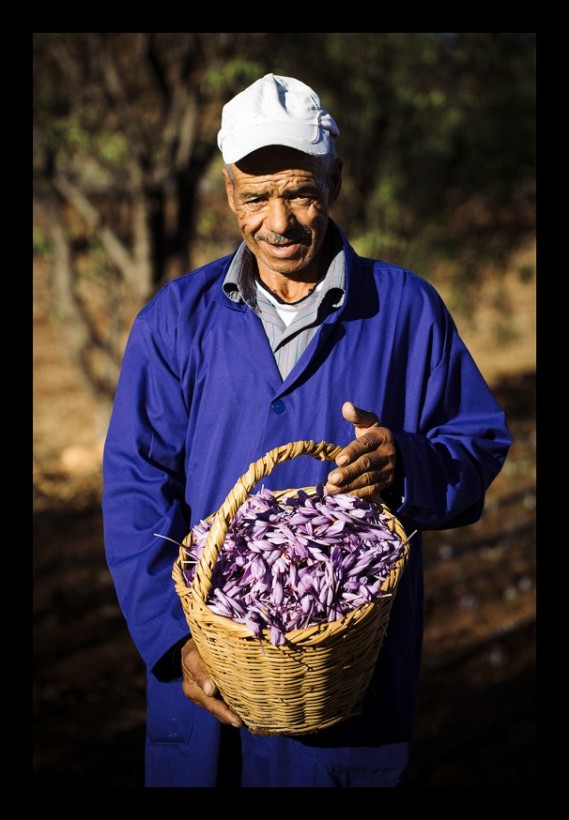 Male saffron farmer holding full basket of saffron flowers