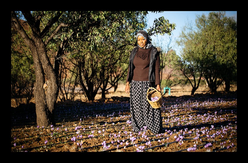 Male saffron farmer in overalls