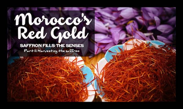 harvesting-saffron-continued