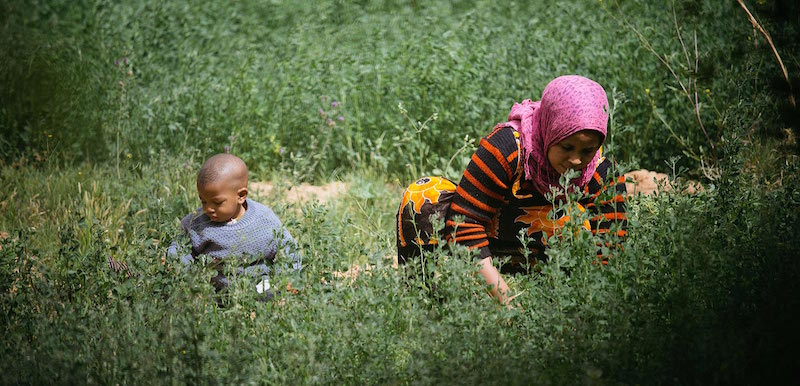 Farming in the Ziz Valley