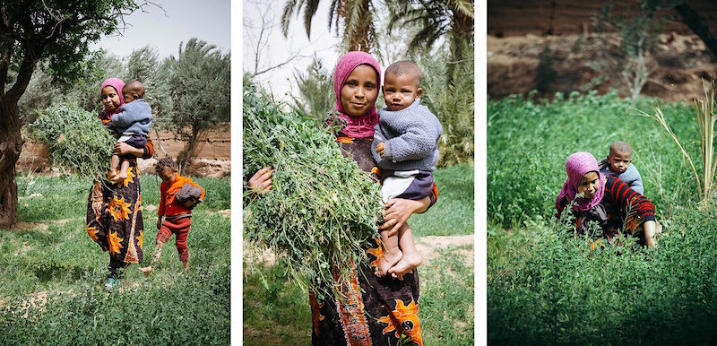 Picking produce in the Ziz Valley