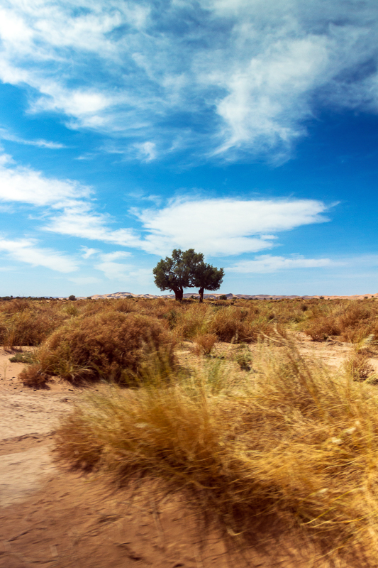 A Tree in the Moroccan Sahara