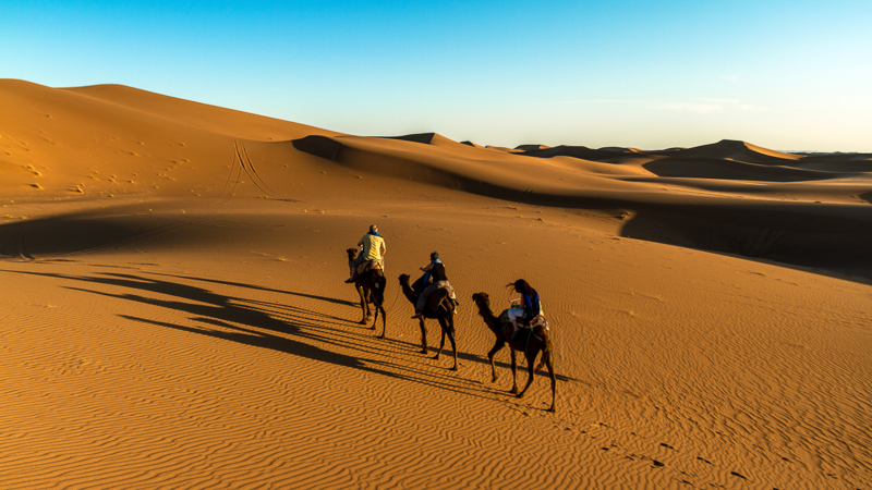 Camels in the Moroccan Sahara