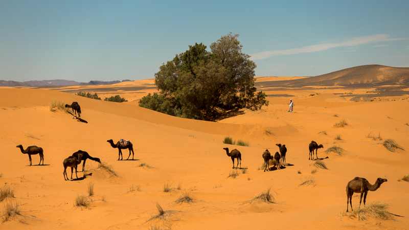 A herd of camels in the Moroccan Sahara