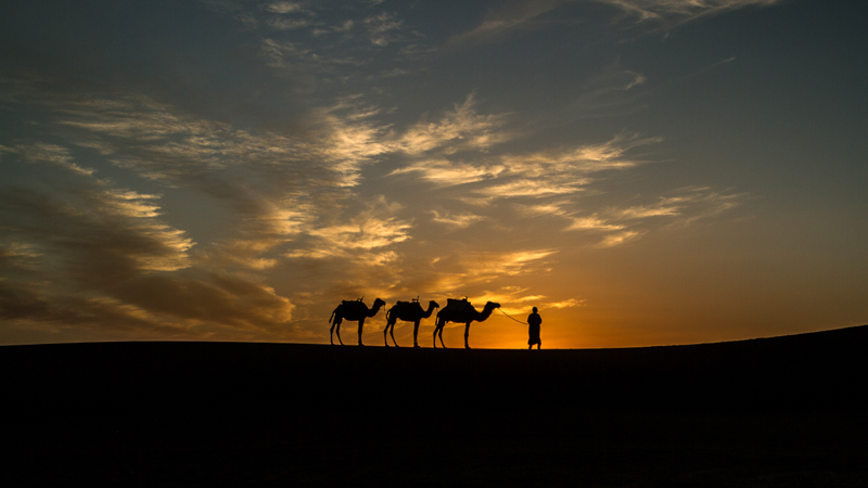 Sunset and camels in the Moroccan Sahara