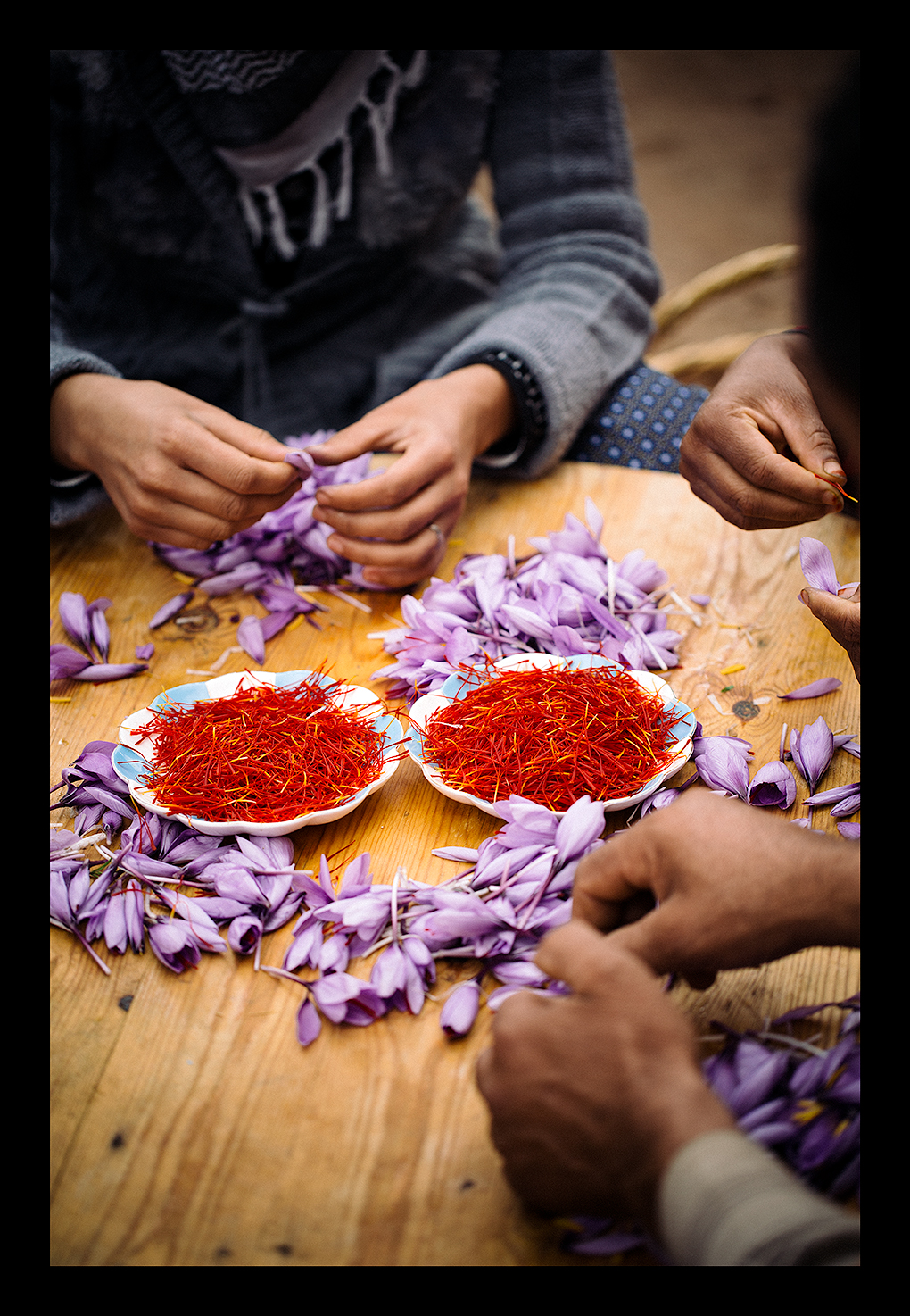 Women work to separate saffron threads