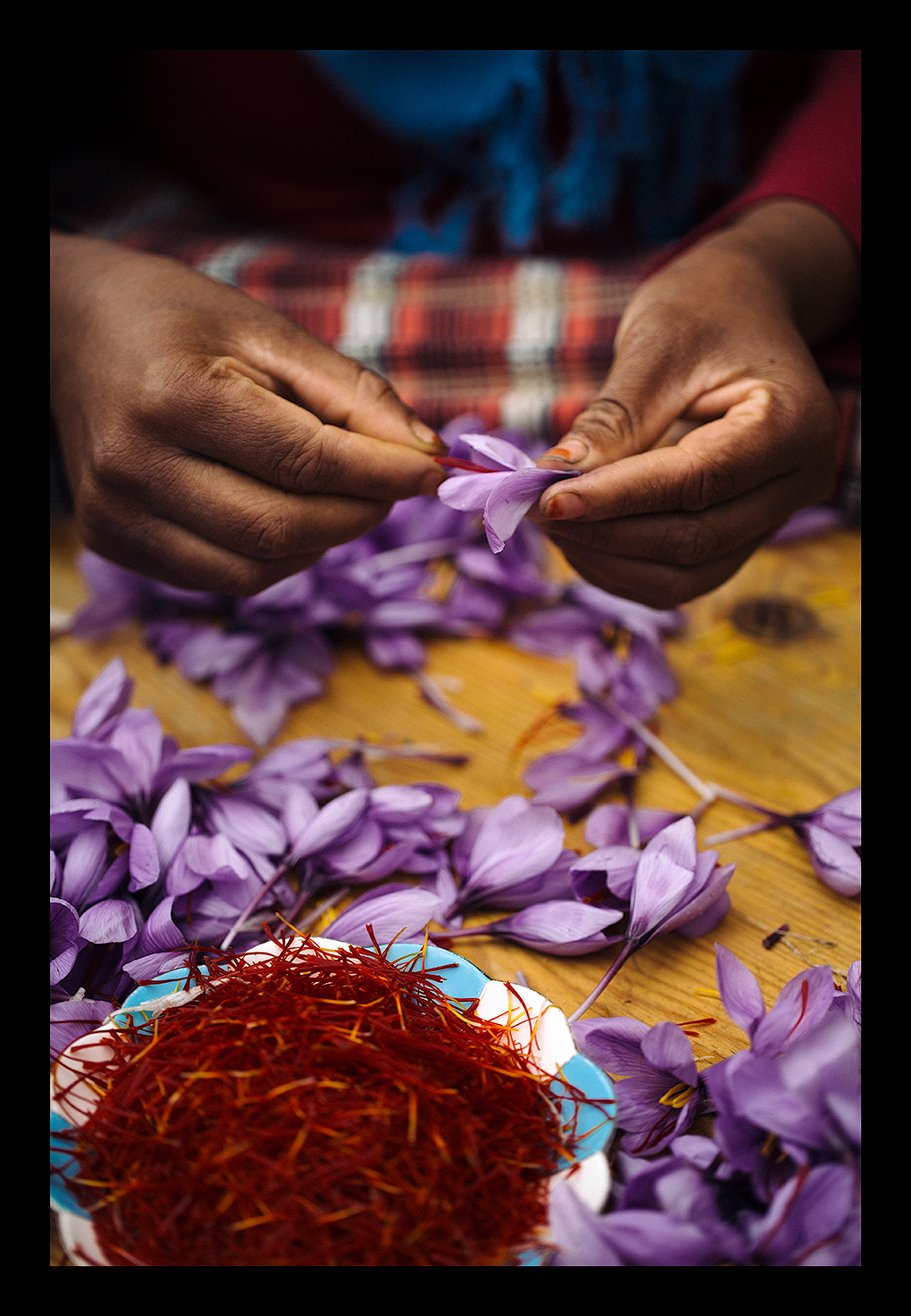 Nimble hands separate saffron