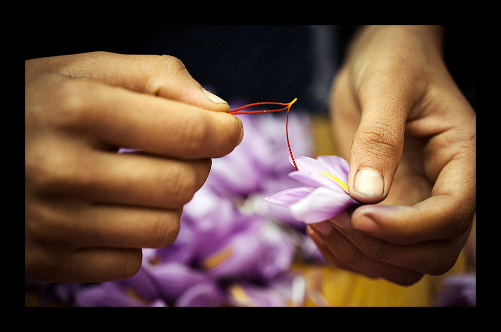 Producing saffron in Morocco is a time intensive job