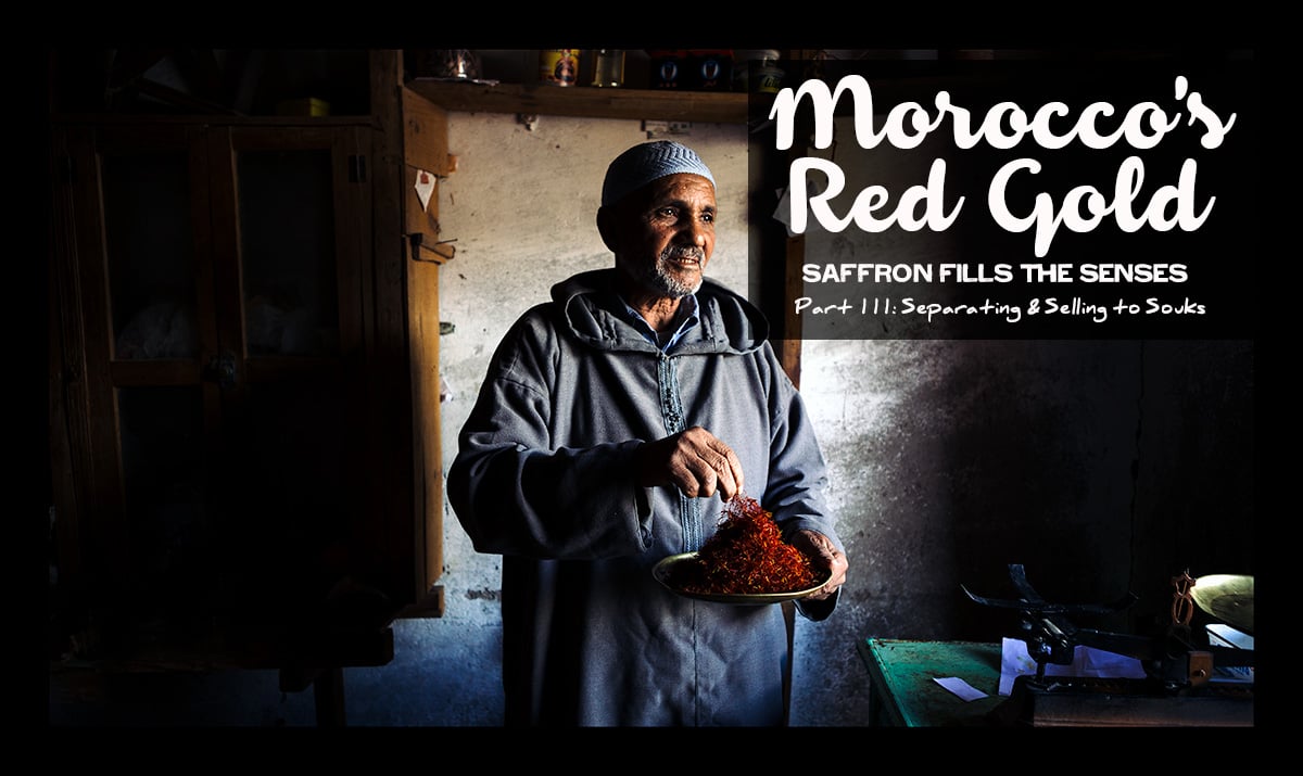 Moroccan Saffron Part Three