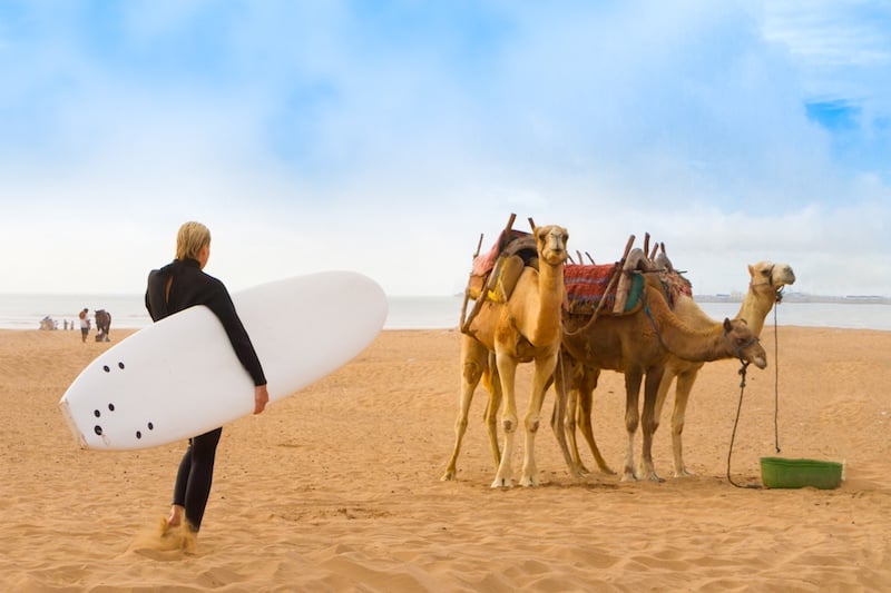 Camels and surfer on the beach in Essaouira, Morocco.