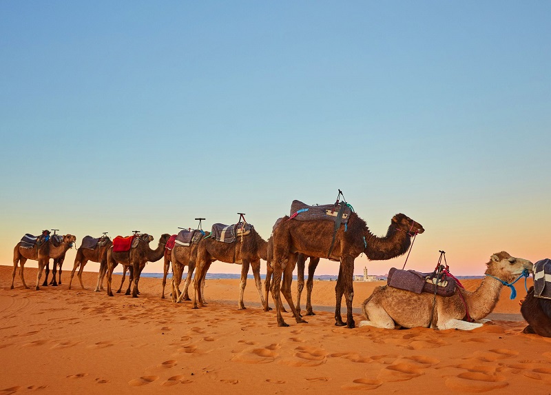 camels in the sahara in morocco at sunset
