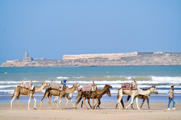 riding camels on the beach in Essaouira Morocco