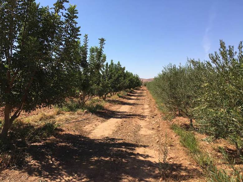 High Atlas Foundation and Carbon-Positive Travel: How Responsible Tourism Gives Back to Morocco