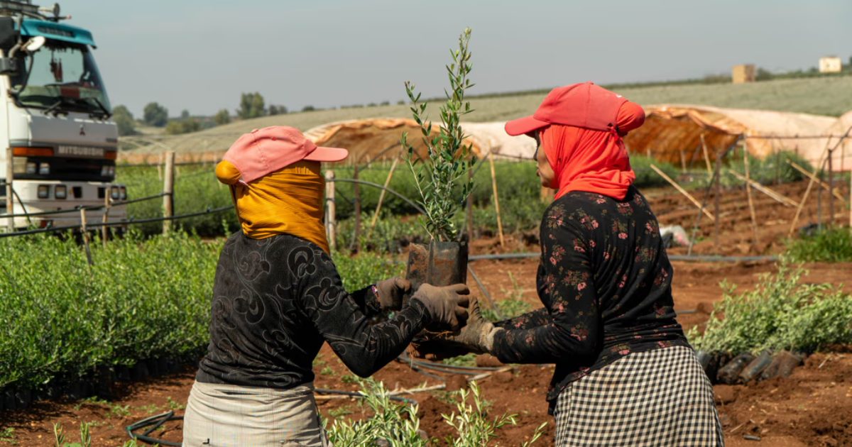high atlas foundation women planting trees